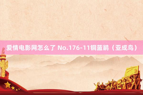 爱情电影网怎么了 No.176-11铜蓝鹟（亚成鸟）