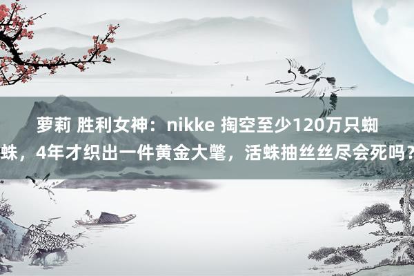 萝莉 胜利女神：nikke 掏空至少120万只蜘蛛，4年才织出一件黄金大氅，活蛛抽丝丝尽会死吗？