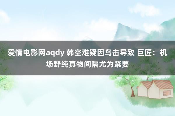 爱情电影网aqdy 韩空难疑因鸟击导致 巨匠：机场野纯真物间隔尤为紧要